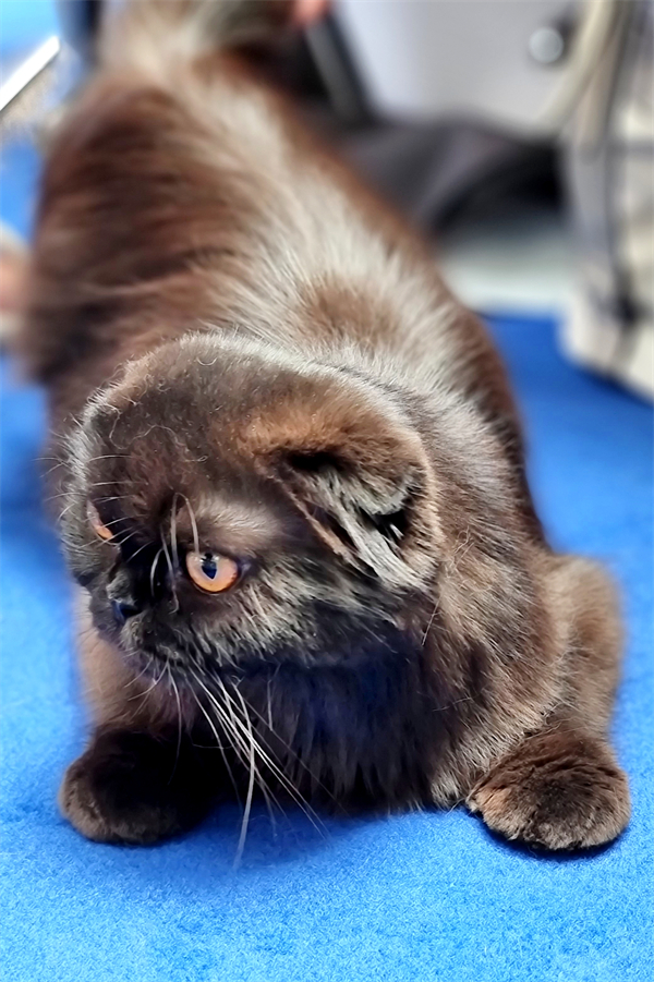 ����ϣ����williamhill(�й�)���Ĺٷ���վ