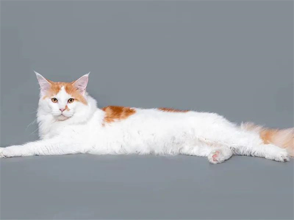 ����ϣ����williamhill(�й�)���Ĺٷ���վ