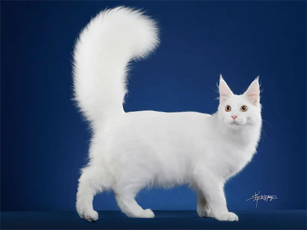 ����ϣ����williamhill(�й�)���Ĺٷ���վ