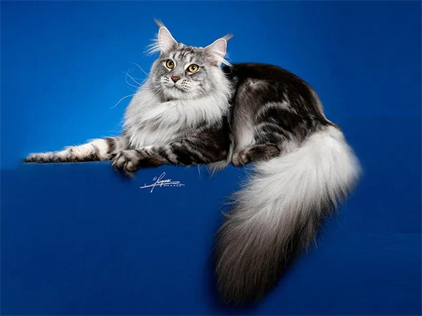 ����ϣ����williamhill(�й�)���Ĺٷ���վ