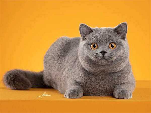 ����ϣ����williamhill(�й�)���Ĺٷ���վ